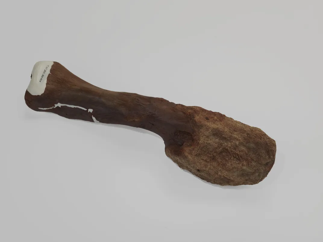 Cast of the shinbone of a centrosaurus