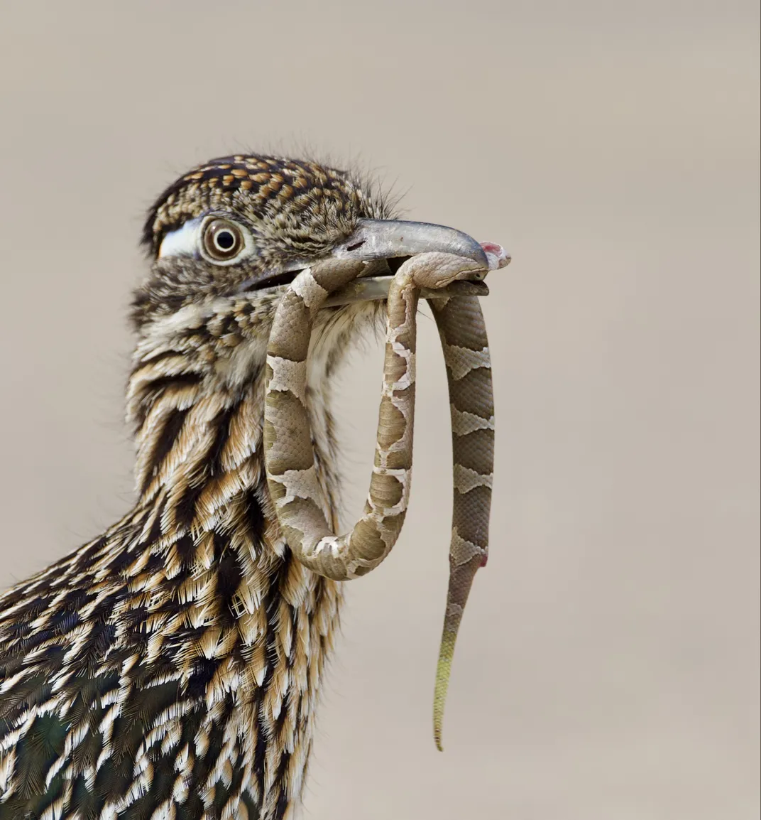 roadrunner is the predator, scoring a similarly hued copperhead.