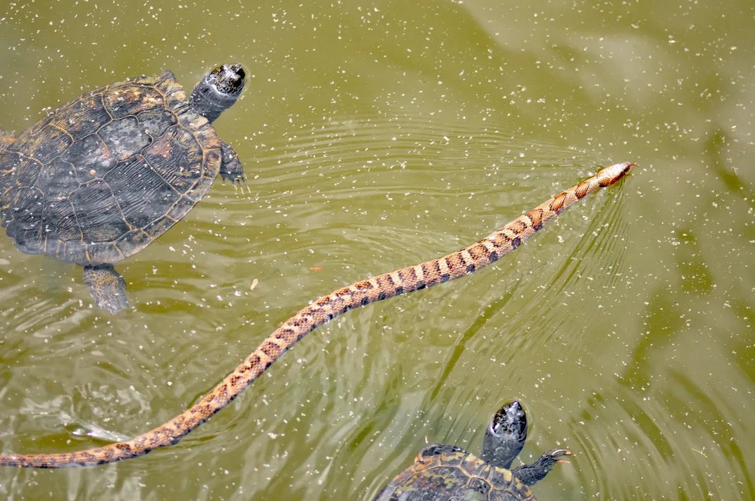 A water snake swims between two turtles.