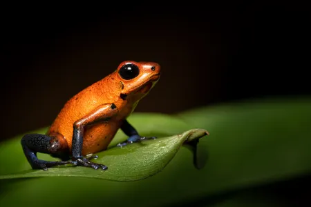 Blue jeans poison dart frogs cannot be handled since their skin&mdash;not made of denim&mdash;is extremely toxic.

&nbsp;