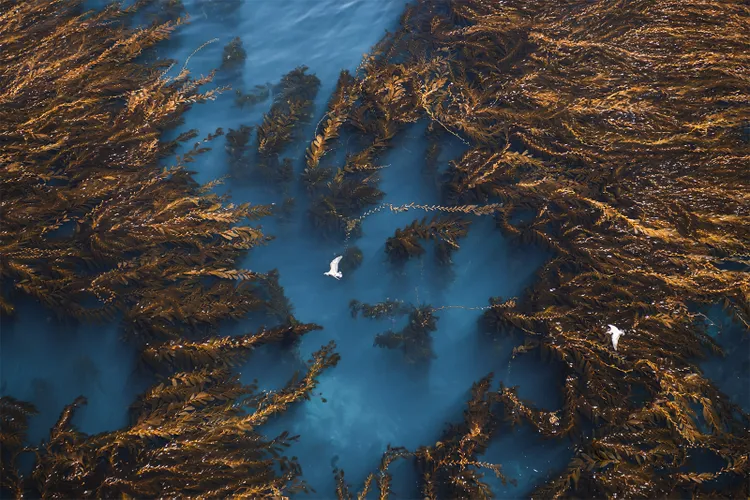 Aerial View of Kelp