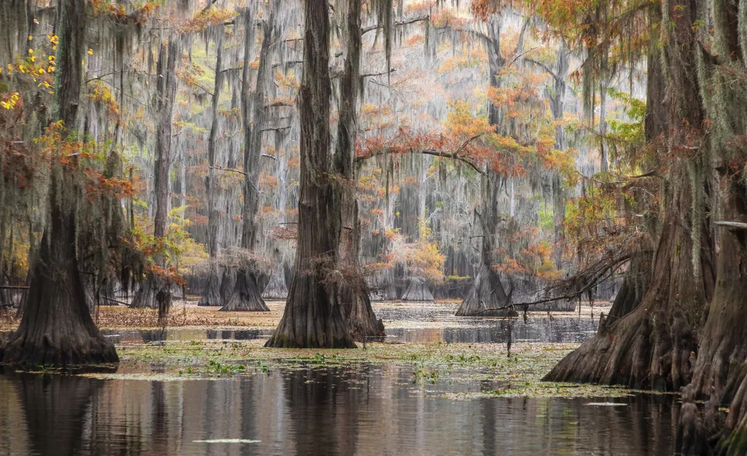 Large tree trunks emerge from the peaceful waters of Caddo Lake in Karnack.