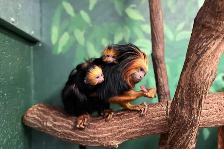 For the first time in 16 years, a pair of golden-headed lion tamarins were born on the morning of October 7, 2021. New mom Lola carries the new infants on her back and cradles them close to her body.&nbsp;