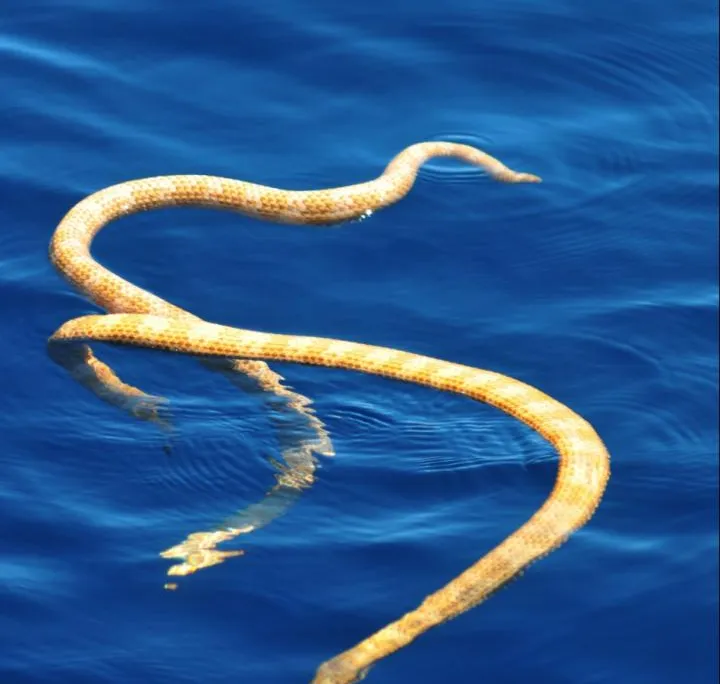 Sea Snakes