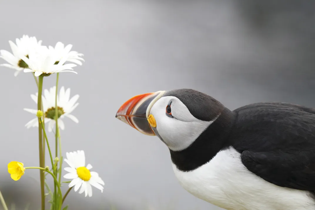 14 - A wild Atlantic puffin seemingly stops to smell the wildflowers, before considering its petals for nesting material.