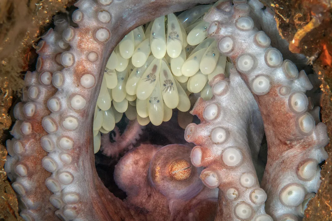 Octopus and Eggs
