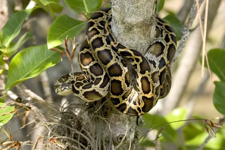Researchers discover the secret behind Burmese pythons&#39; ability to fully digest the bones of their prey.