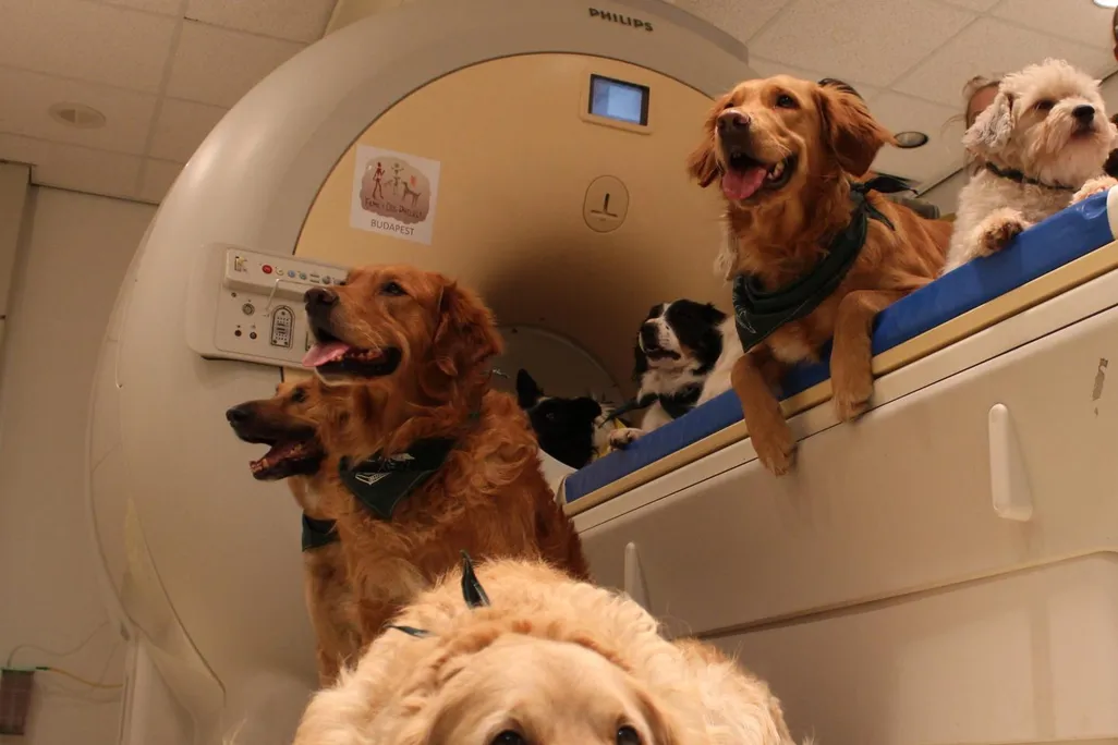 Dogs sitting near an MRI machine