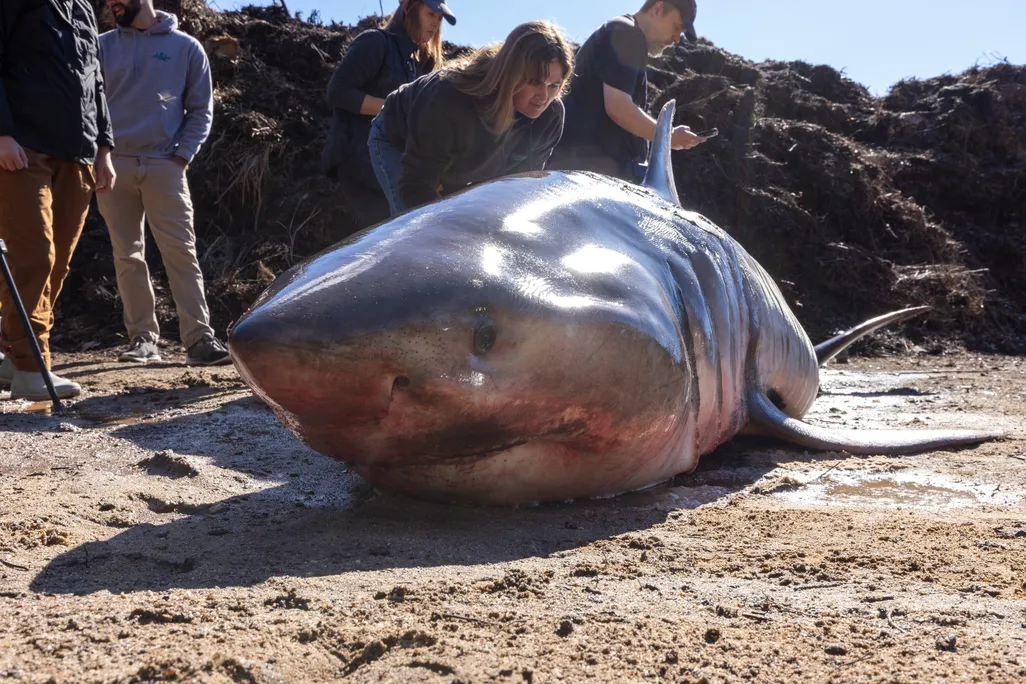 dead shark on sand with people standing around it