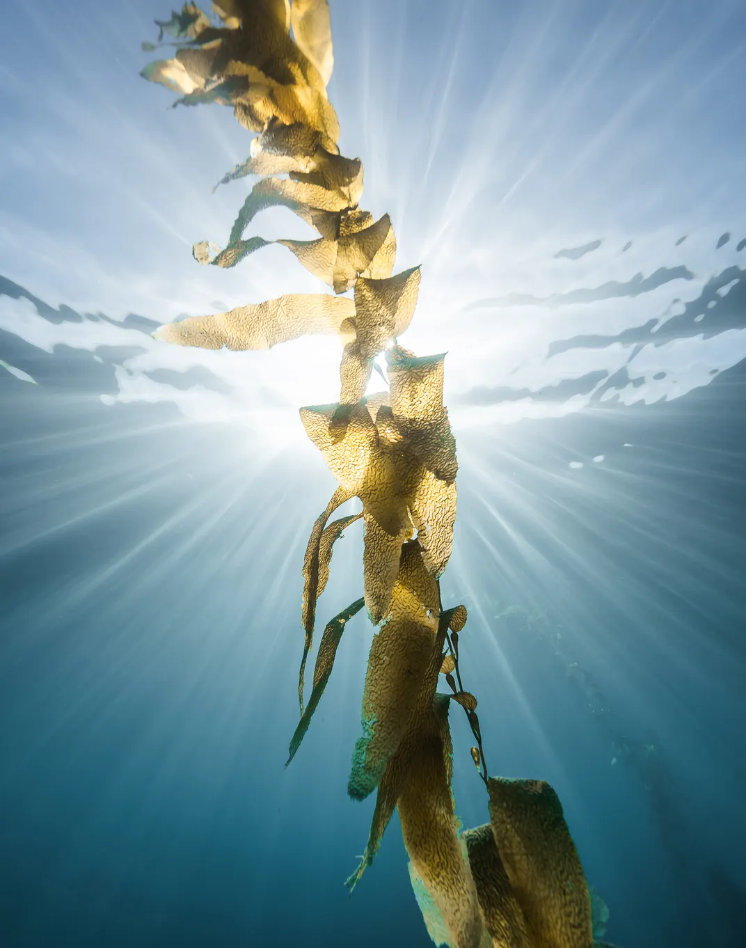 Blades of Giant Kelp