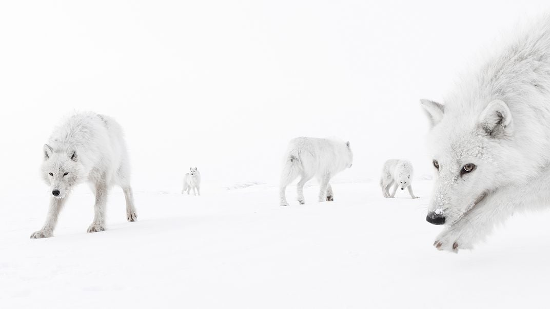 Wolves