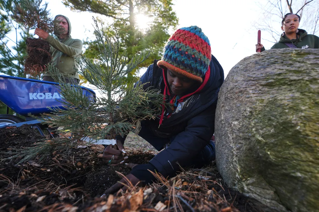Person planting a tree