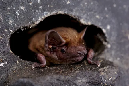 Researchers tracked 71 common noctule bats (Nyctalus noctula) to parse their migration patterns.