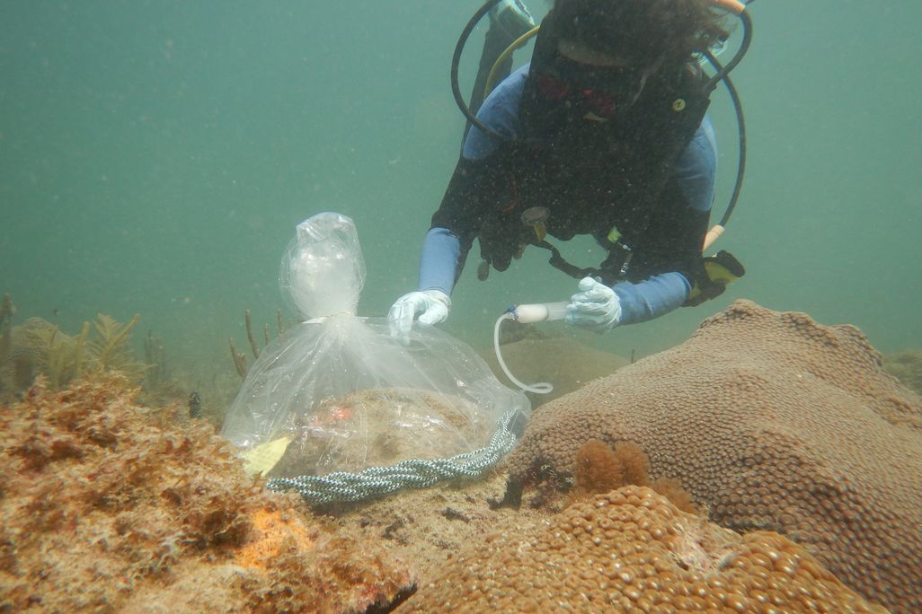 Scuba diver putting a plastic bag on coral colony