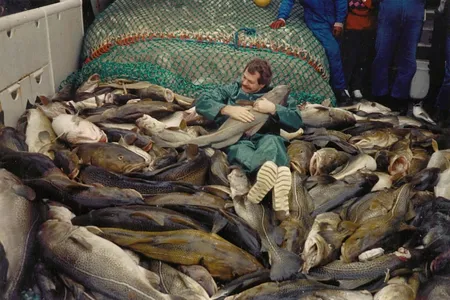 A catch of Baltic Sea cod in 1987 shows fish that grew more than three feet long, with Finnish fisheries biologist&nbsp;Eero Kalevi Aro.