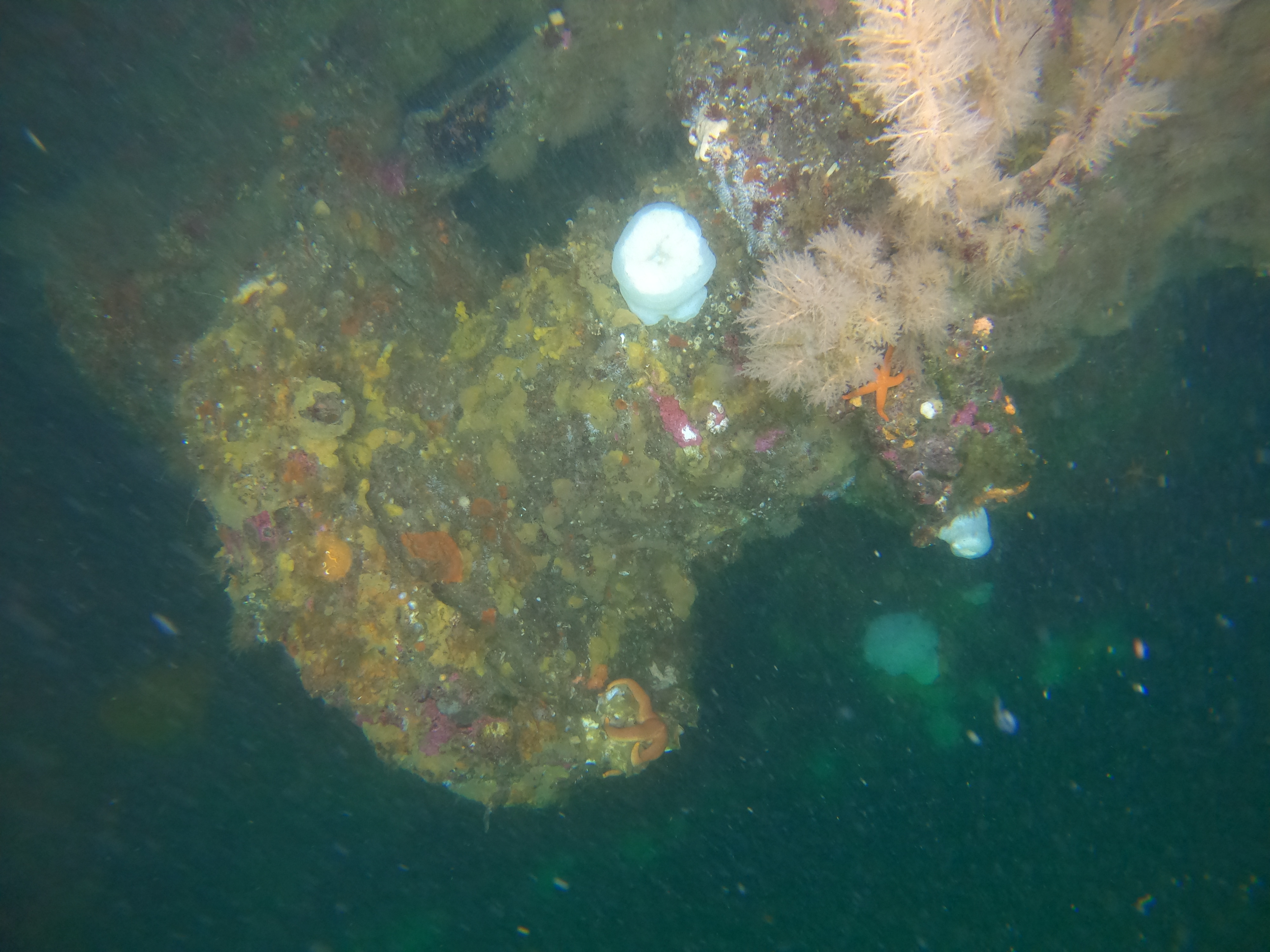 Underwater scene with a shape covered in marine growth