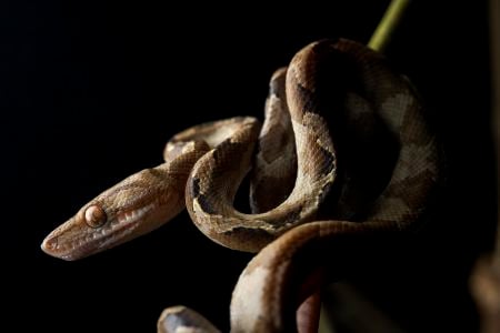 The Blomberg&rsquo;s tree boa was recently documented in southwestern Colombia for the first time, even as it loses habitat in the nearby rainforests of Ecuador.