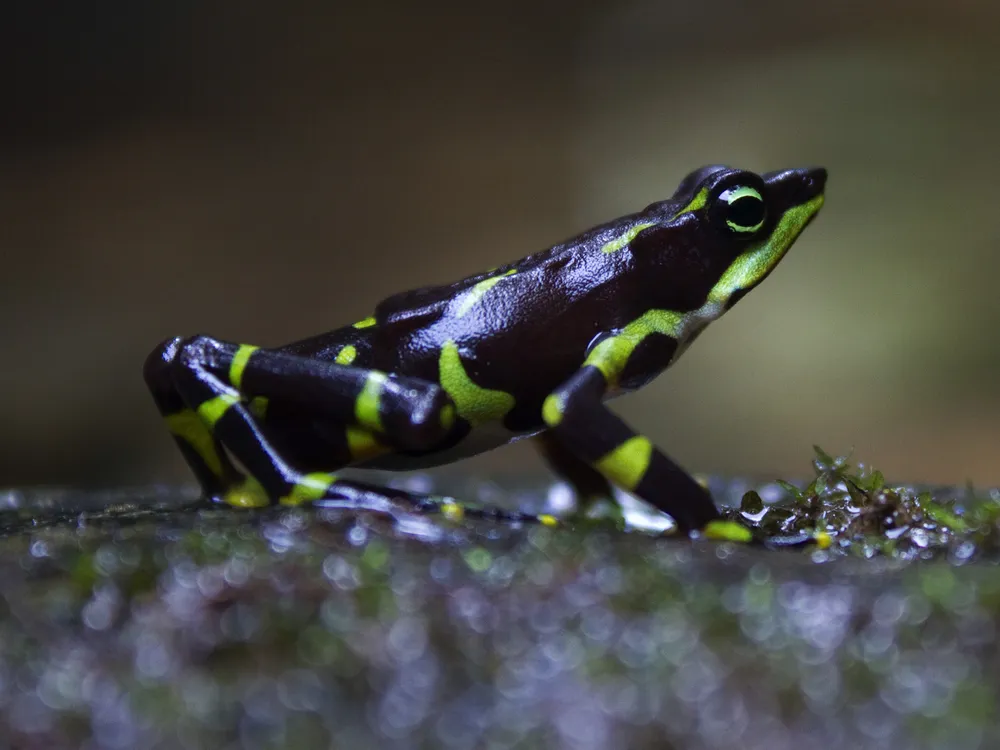 Frog defenders