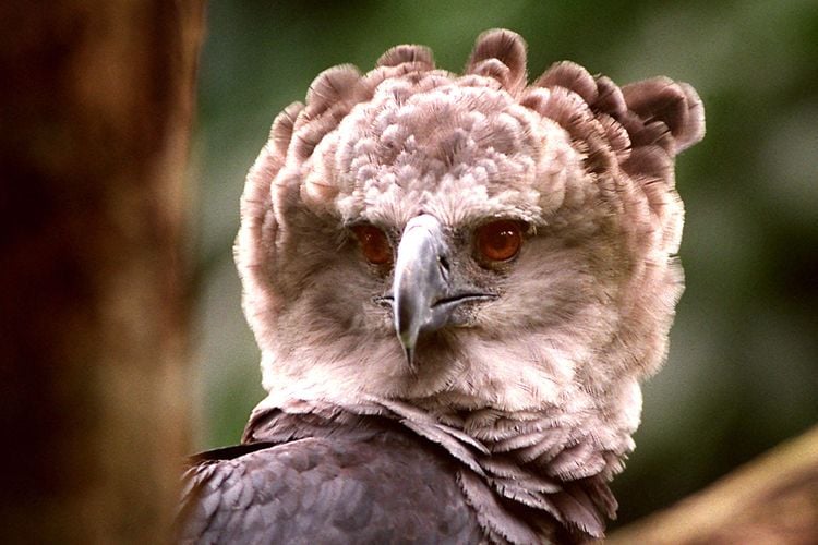 Harpy Eagle