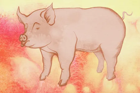 Transplanting pig organs into people may soon become routine.