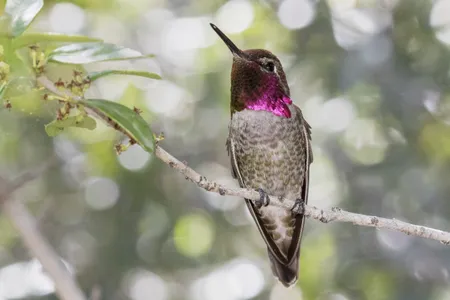 Anna&#39;s hummingbirds seem to be thriving amid urbanization in California, even as other hummingbird species have declined due to human activity.