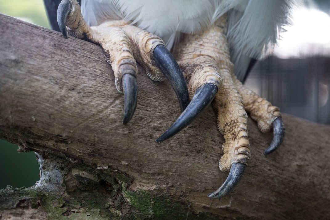 Harpy Eagle Talons