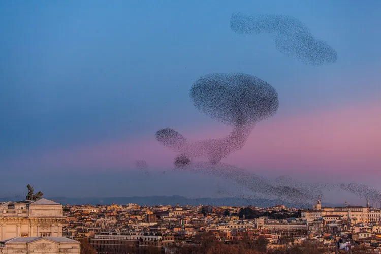 A Cloud of Birds Over Rome