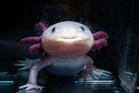 Axolotls are helping scientists understand the key to limb regeneration.