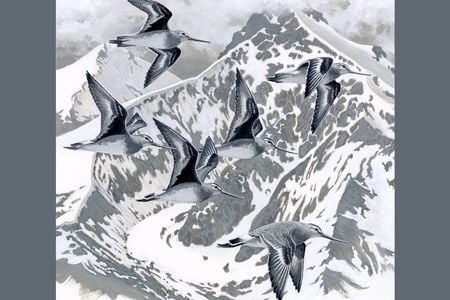 Hudsonian Godwits - Smithsonian Voices.jpg