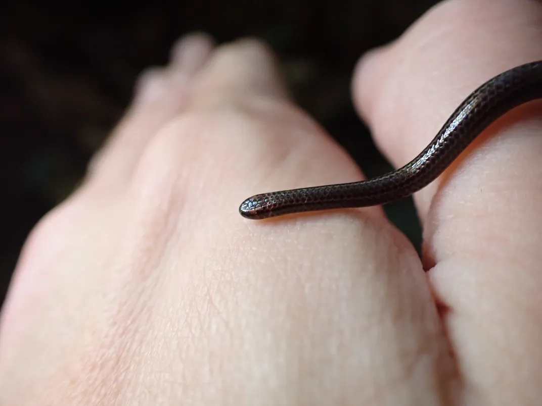 Very small snake on person's hands