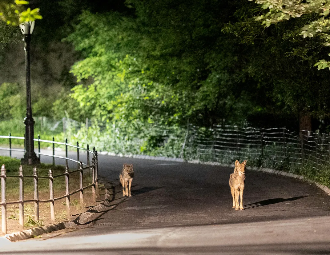 Coyotes Romeo and Juliet on a Path