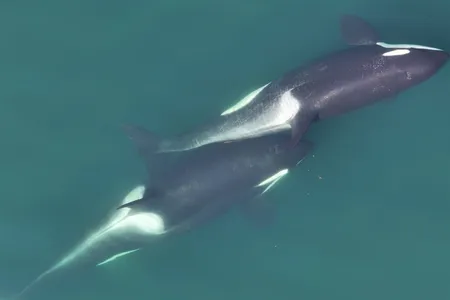 Two killer whales &quot;allokelping&quot; with a kelp stem between them