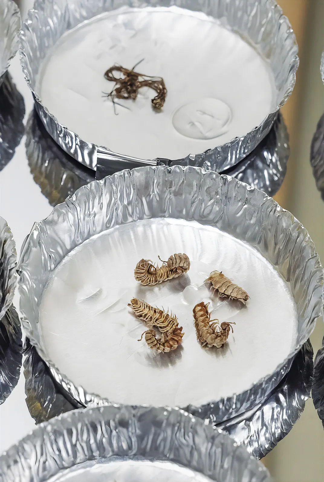 Specimens