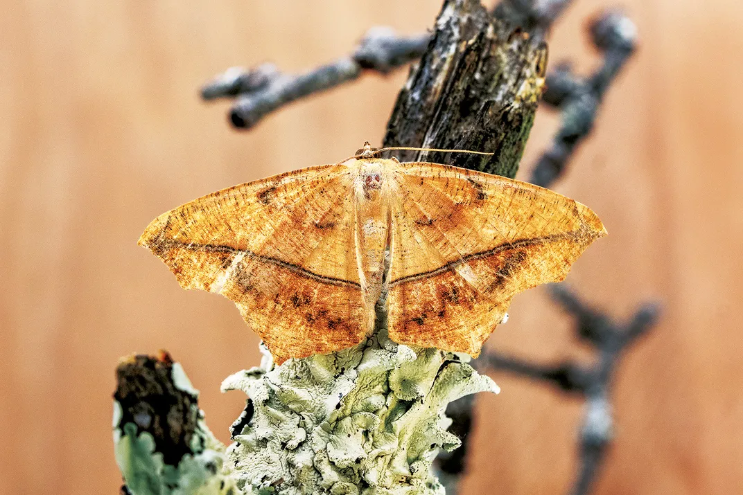 Moth 2