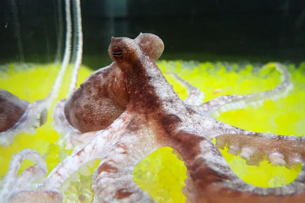 Octopus laying on bright green substance