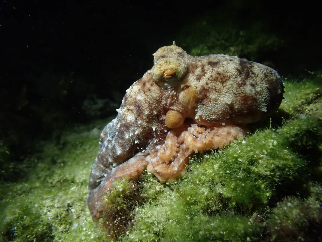 Octopus on a rock