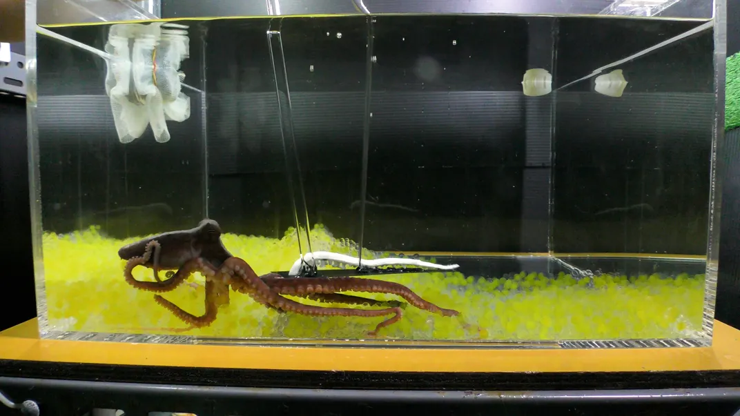 Octopus in a tank