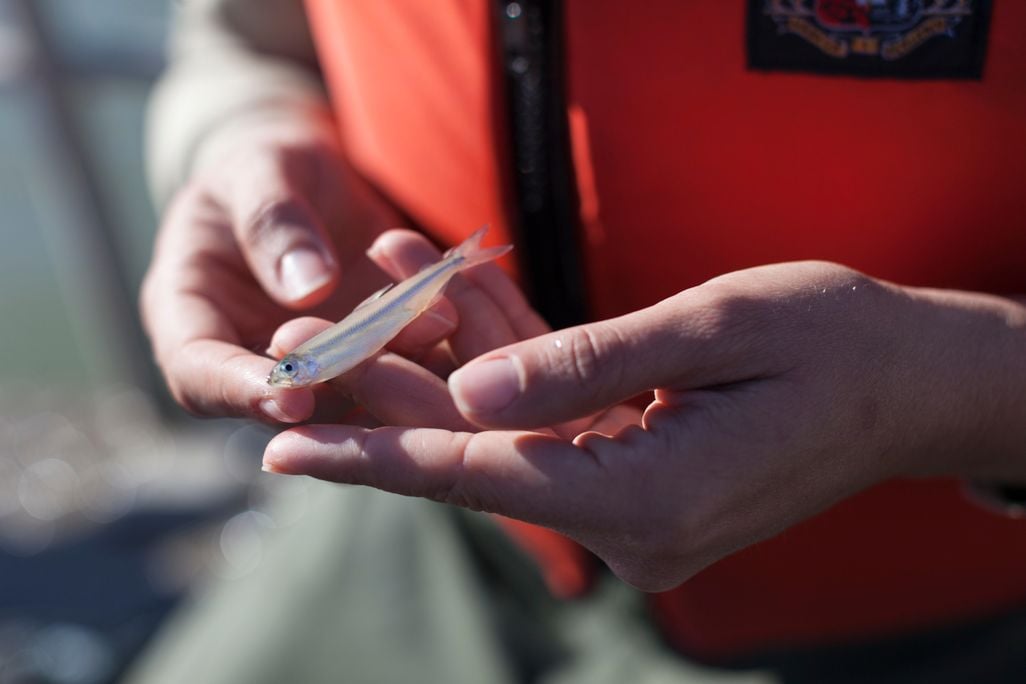 tiny fish trackers