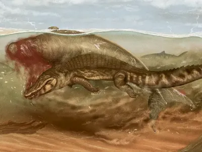 artist's rendition of the prehistoric sea cow's death