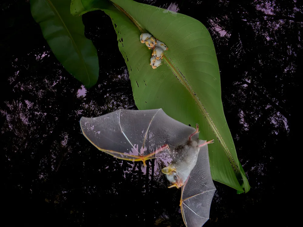 Bat With Young