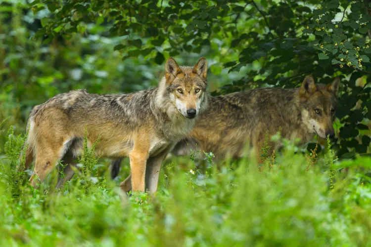 European Gray Wolves