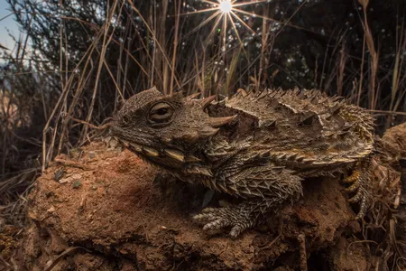 Coast Horned Lizard
