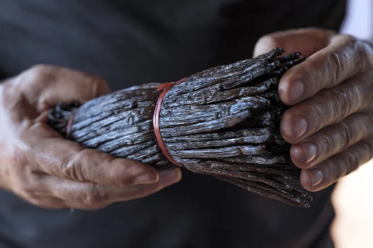 OPENER - Vanilla producer Bertrand Côme displays bound and dried vanilla beans for sale at his Réunion farm. The beans generally grow as long as 6 to 11 inches.