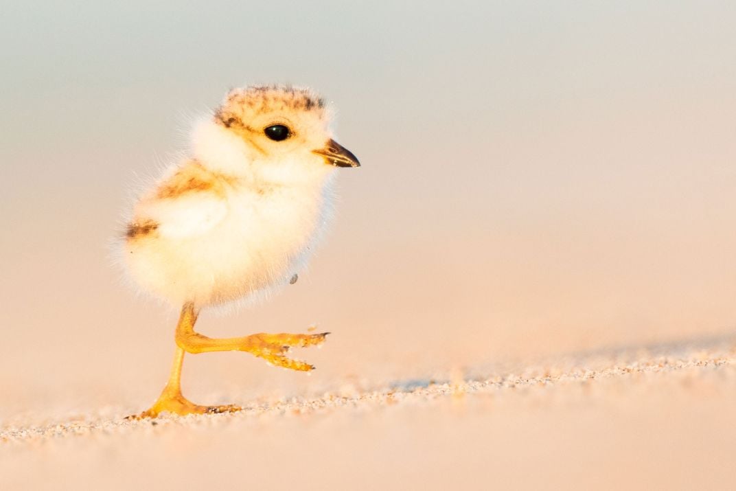 Plover