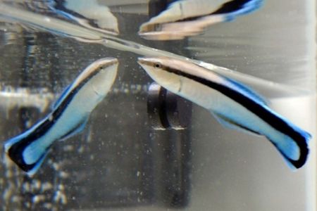 Bluestreak cleaner wrasse eat parasites off other fish at coral reefs.
