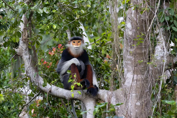 Red-shanked Douc