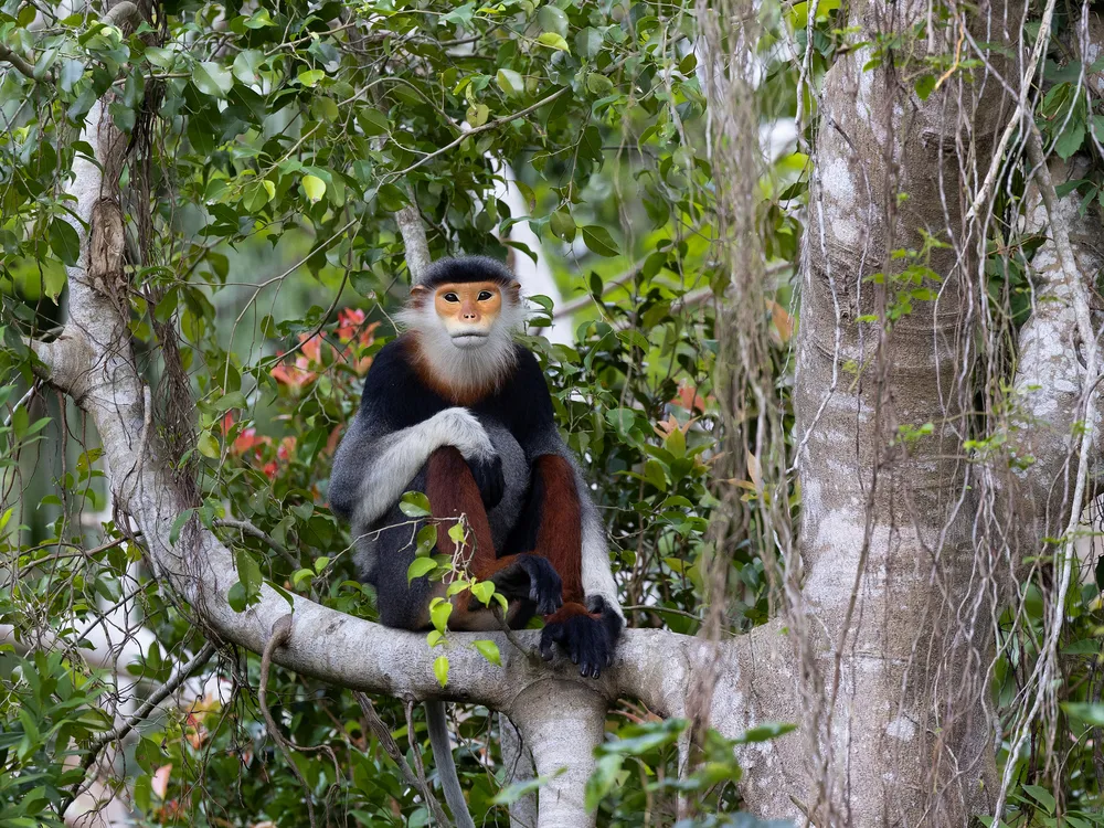 Red-shanked Douc