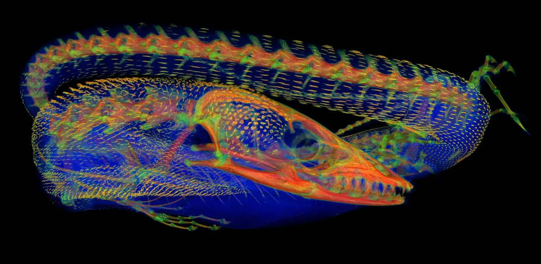 a heatmap of a lizard that appears to be curled up