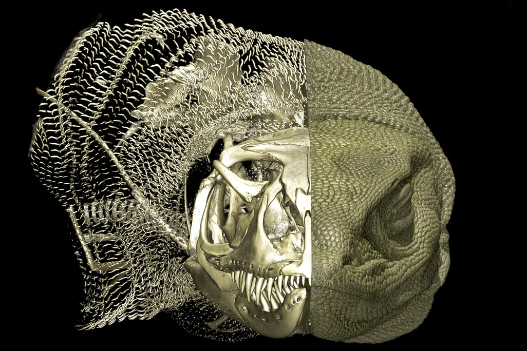 A Rosenberg goanna scan revealing osteoderms and the endoskeleton in the left half.