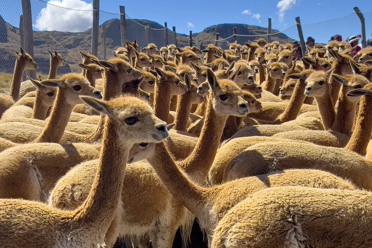 vicuñas in Peru